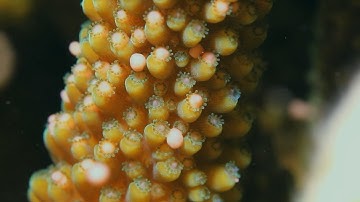 Experience the Coral Spawning Spectacle on Austalia