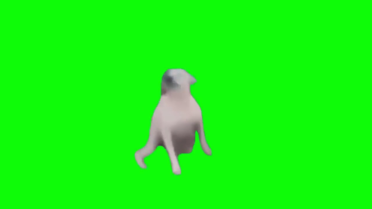 Dancing Dog Meme Gif Green Screen - Wonderful Wallpaper