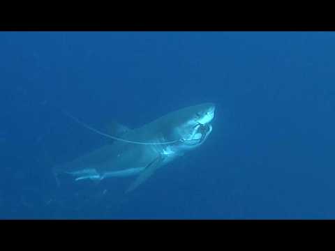 Sharkives Ep. 13 | There’s No Kind Of Fishing Like This