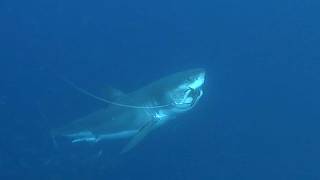 SHARKIVES Ep. 13 | THERE’S NO KIND OF FISHING LIKE THIS screenshot 5