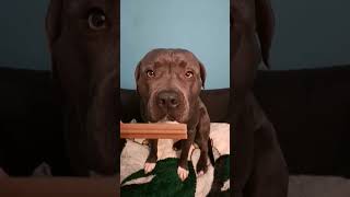 Amerykański Stafford Terier Amstaff Blue Dentastix