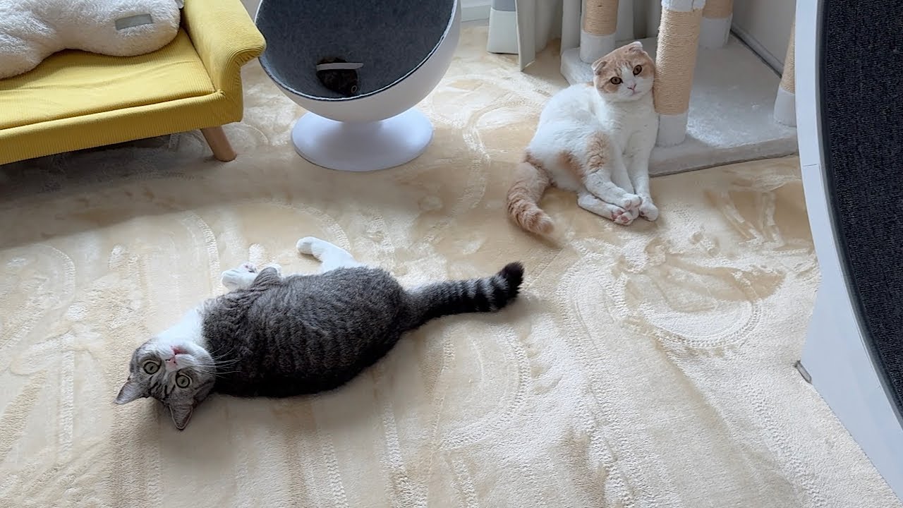 怒られそうになると2人で協力して誤魔化す猫たちが可愛すぎたwww - YouTube