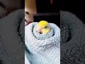 bird head #bird #birdsofinstagram #parrotvideo #cutebirds #parrot #parrotlet #birdslover