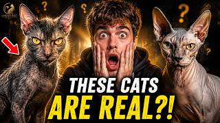 20 Incredible Cat Breeds You Won't Believe Exist