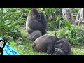 #ASMR #Gorilla #ゴリラ | D&#39;jeeco Family 🦍Wonderful short film【#金剛猩猩】 #2021/548 #動森猩聞TV