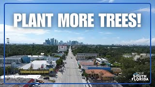 Why Trees Are Important in Cities | Your South Florida