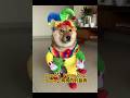 Cosplay  Funny dog dressing 狗狗的时装秀