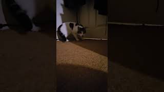 My Cat Pippin Meowing (Part 5, Final Part)