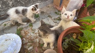Feed and play with cute teenage kittens.