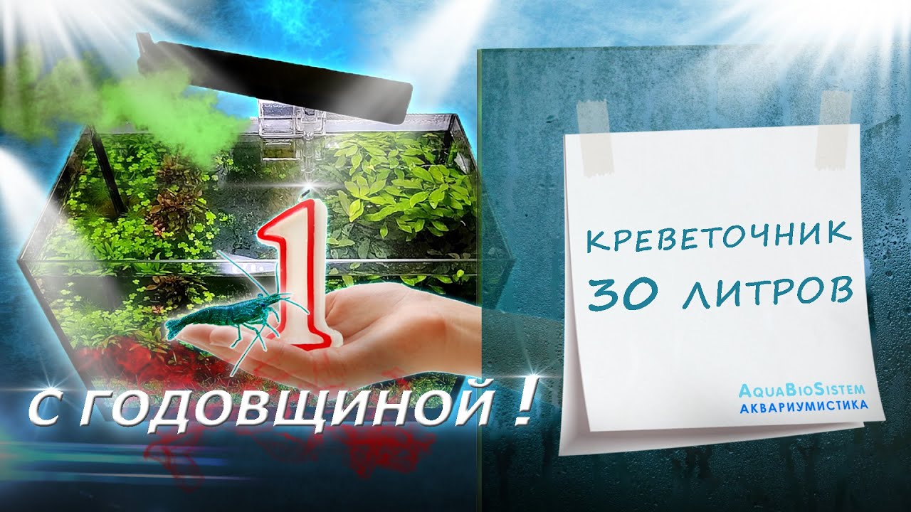 Креветочник 30 литров. С годовщиной! - YouTube