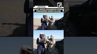 WATCH: Kazakhstan frees endangered Saker falcons in major wildlife restoration drive