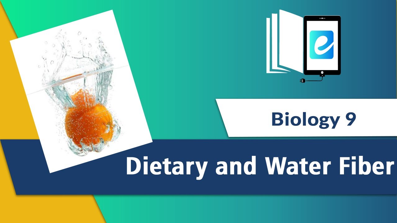 Water and dietary fibers YouTube