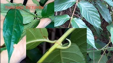 Tìm hiểu về Hai loại dây câu đằng |THẢO MỘC XỨ TUYÊN