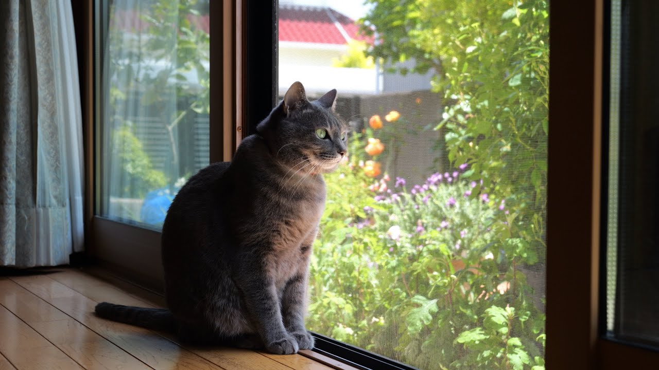 A happy day for Hana, a cuddly cat who loves her grandma. - YouTube