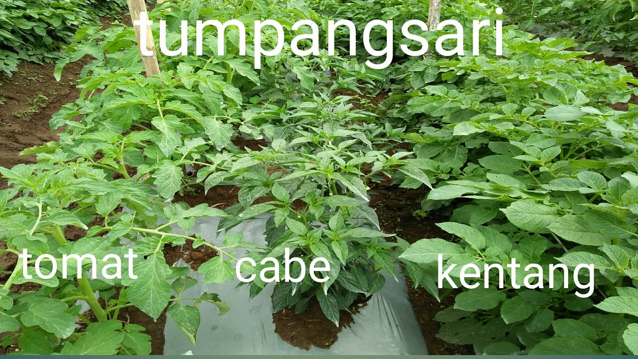 Tumpangsari Keren: Tanam Pakan Ternak dan Pangan Sekaligus!