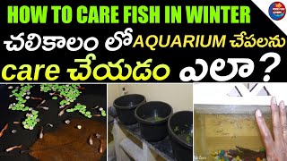 how to care fish in winter | Winter Care For Aquarium Fish | How to care  in Winter Season