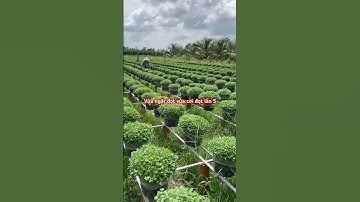 Ngắt cơi 5 cho hoa cúc mâm xôi vàng cho Tết 2026 #hoacuc #cucmamxoi