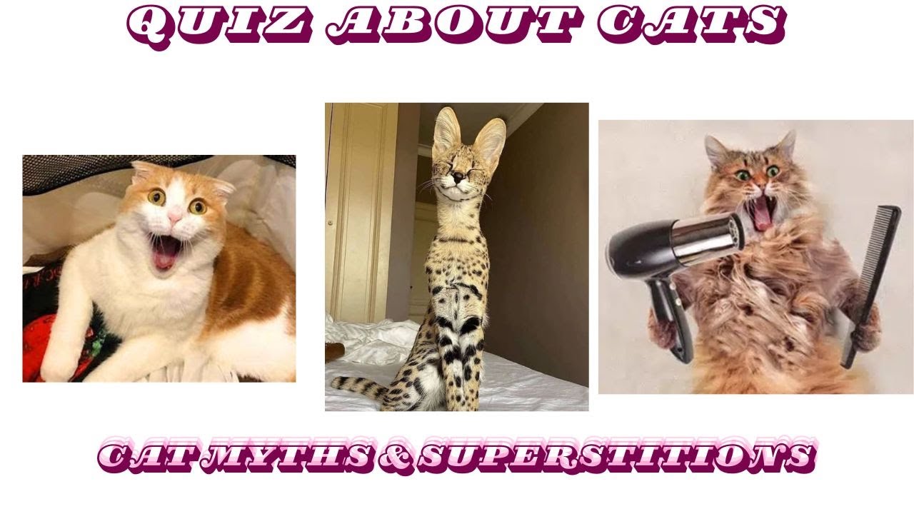 Cat Myths & Superstitions – Black cats, ancient beliefs, and folklore.