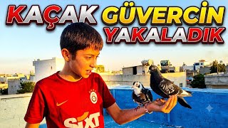 2 TANE KAÇAK GÜVERCİN YAKALADİK ! ( KENDİ DAMİMİZİ ÇEKTİK ) #güvercin #keşfet 