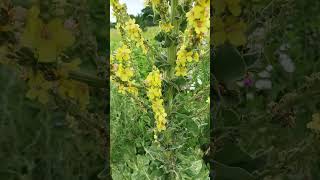 Greater mullein | #flower #tall #plant #mullein #nature #outdoors