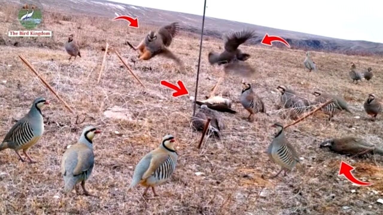 Unbelievable Bird Trap Technique You’ve Never Seen Before! #The_Bird_Kingdom