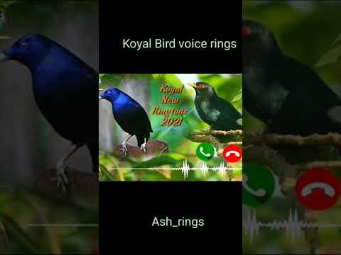 🦜🦜koyal new ringtone||new