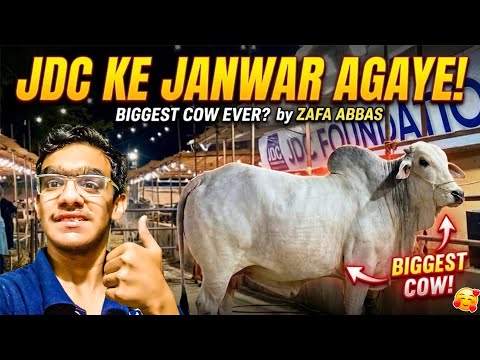 JDC Ke Sabse Bade Janwar Aa Gaye 😱 | Biggest Cow in Karachi 2026