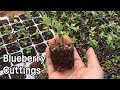 Blueberry Cuttingsㅣ쉽게 배우는 블루베리 삽목이야기