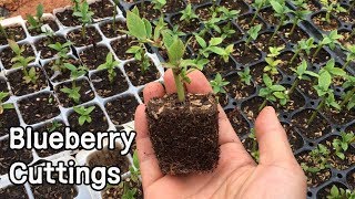 Blueberry Cuttings