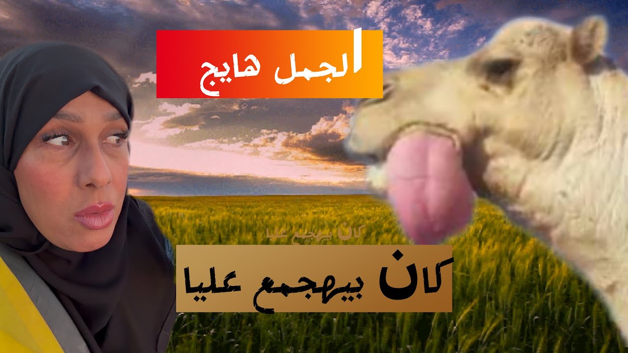 كشت بس انتبه تستفز الابل