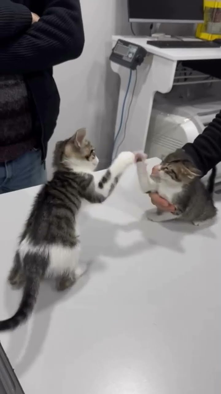 Bébé chaton très mignon ♥️ ♥️ ♥️ ♥️