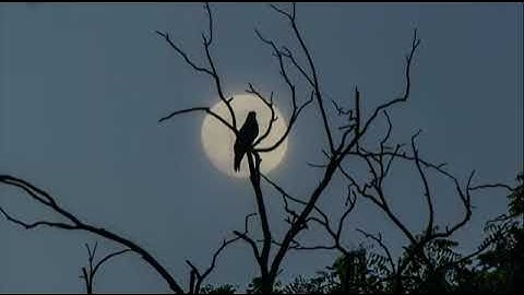 تلاوه عذبه ترق لها القلوب | حمد الحمد