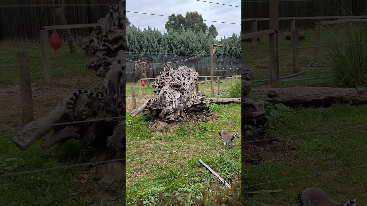 Those Eyes Though! Curious Lemurs at İzmir Wildlife Park