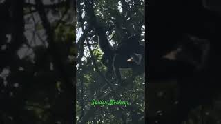 Spider Monkeys Costa Rica Jungle