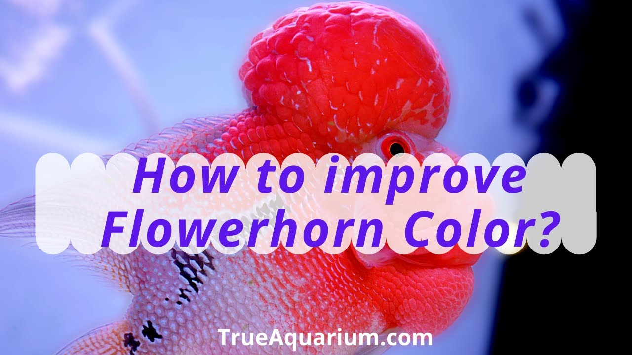 How to improve Flowerhorn Color? Do Flowerhorn change color YouTube