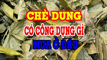Cây chè dung - Chè dung có tác dụng gì - Cây chè dung mua ở đâu