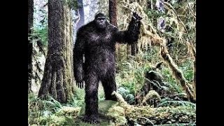 Cryptid Sightings New Discoveries May Lead To Sasquatchs Existence And Proof Aug 2018