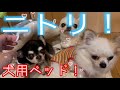 犬【チワワ】ニトリの犬用ベッド購入❗️何でそんなに無理矢理