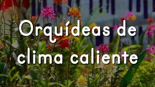 Orquídeas De Clima Caliente Orquídeas De Clima Caliente
