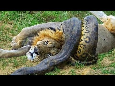 Wild Discovery Animals - Craziest Animal Fights Caught On Camera! Animals Documentary 