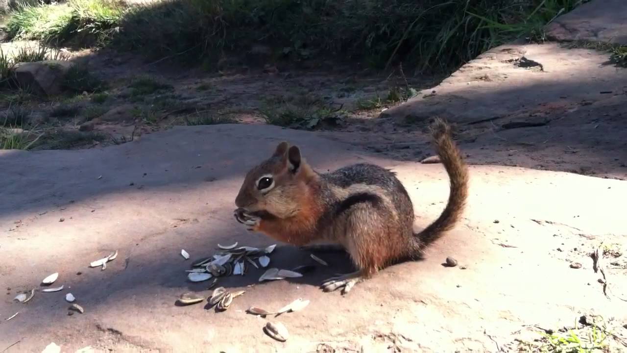 Chuck the Chipmunk