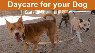 Dog TV Daycare #1 by Dog Playgroup Stories 241,358 views 11 months ago 2 hours, 21 minutes