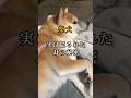 最近気づいた可愛い耳の秘密#いぬのきもち#しばいぬ#犬のいる生活#shibadog #shorts