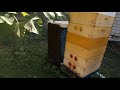 Короткое видео  про пчёл