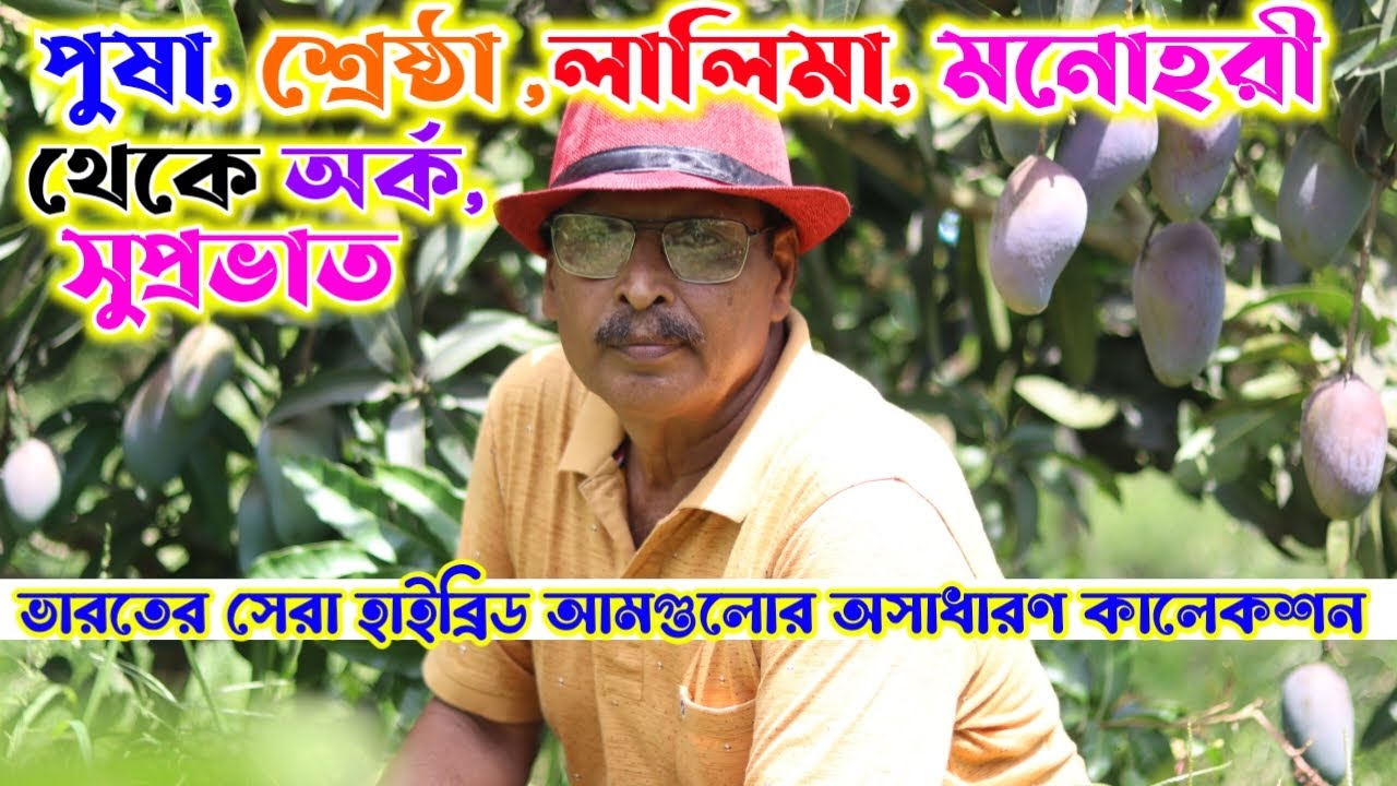 পুষা শ্রেষ্ঠা লালিমা মনোহরী থেকে অর্ক সুপ্রভাত ভারতের সেরা হাইব্রিড আমগুলোর অসাধারণ কালেকশন