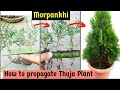 How to propagate thujajhau morpankhi from cuttings with aloevera morpankhi thuja plantgarden