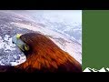 Onboard a golden eagle soaring over snowy Scotland