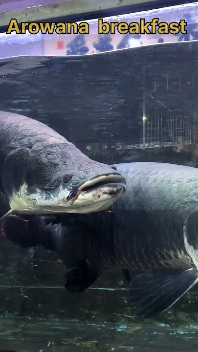 Arowana feeding #fishing #aquarium #arowana #fishcuting #fish #shorts #viralshorts