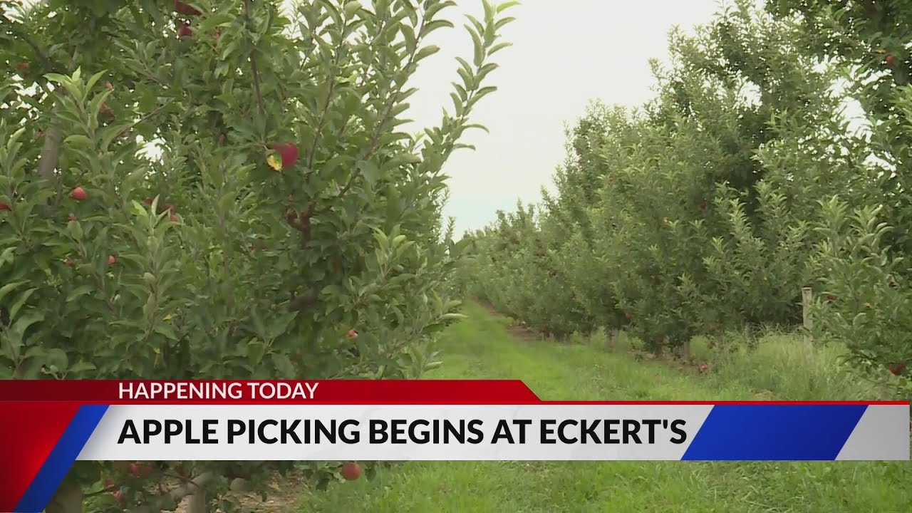 Apple picking season starts today at Eckert's Farm YouTube