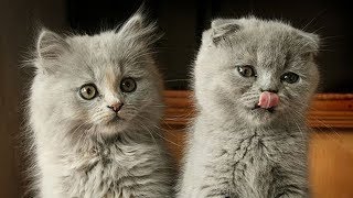 Cute is Not Enough 🐱 Good boy - Good girl | Cute Cats Video 2019 by Life Of Cats 498 views 4 years ago 3 minutes, 15 seconds